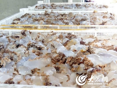 海蜇豐收!嶗山區黃山村&ldquo;海蜇宴&rdquo;等你來品嘗