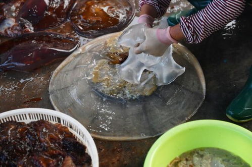 實拍城陽紅島海蜇豐收季 打撈、分割、鹽腌，就差你買回家品嘗！