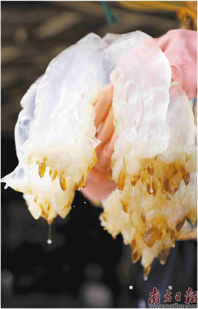 探尋吳川海之味 來蜇里的海蜇頭與海蜇皮