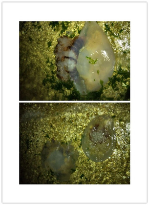 海邊游泳必備海蜇常識(shí) 要命的危險(xiǎn)與神奇的療愈